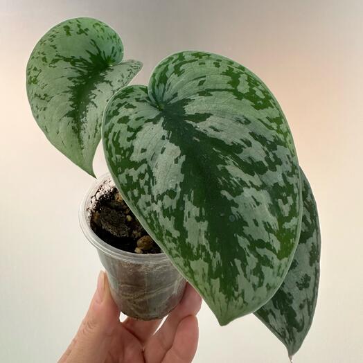 Сциндапсус Сильвери Энн, Silvery Ann