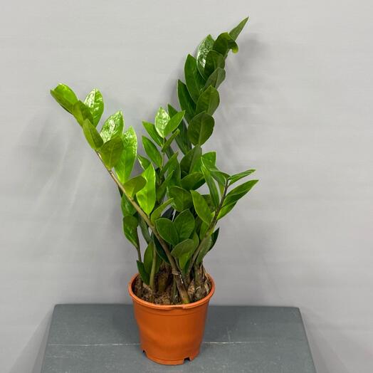 Замиокулькас - долларовое дерево ☘️