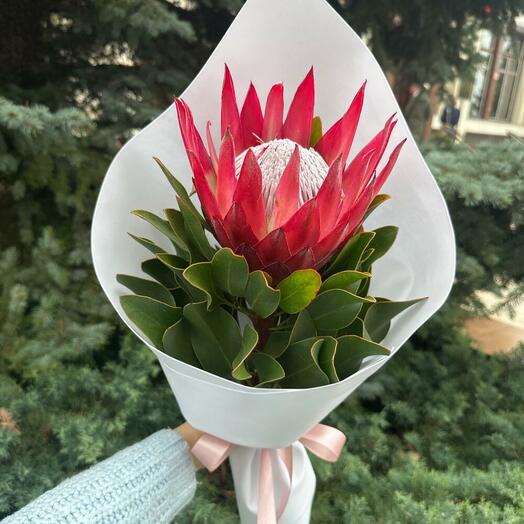 Королевский цветок Протея