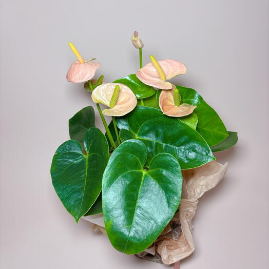 Антуриум нежно розовый цветущий в подарок