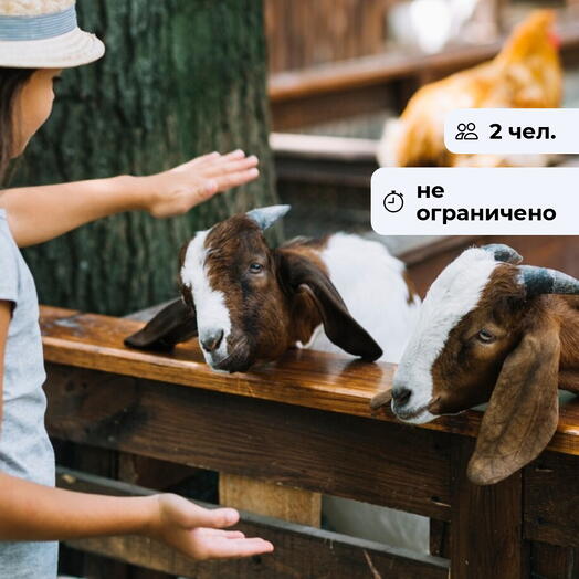 Душа природы. Посещение зоопарка