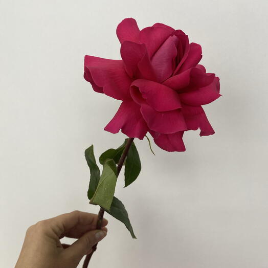 Роза французская, сорт Pink flo