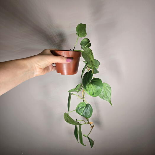 Филодендрон Хедерацеум вариегатный