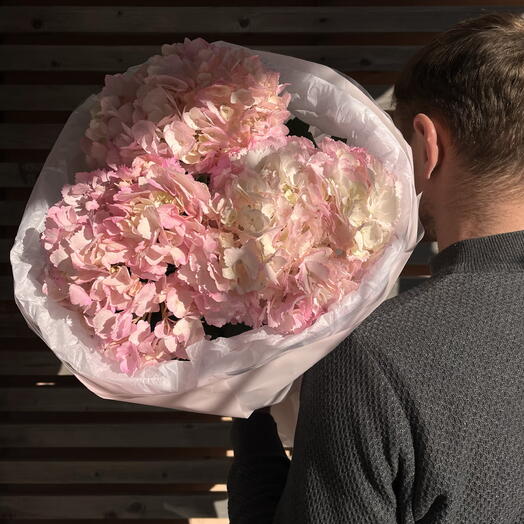 Гортензия розовая в большом букете с нежной упаковкой (ВБ3)