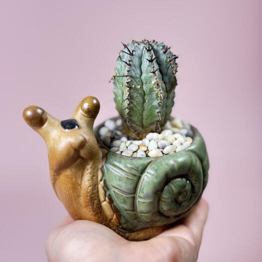 Суккулент в кашпо Улитка ️