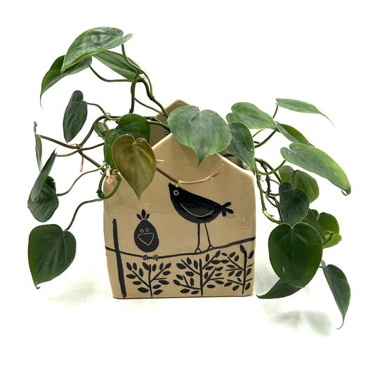 Филодендрон сканденс(Philodendron scandens,) в керамическом кашпо