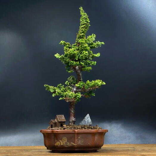 Бонсай Кипарисовик 30 см, 16 лет