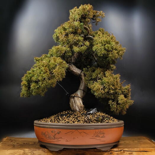 Бонсай Можжевельник 70 см, 70 лет