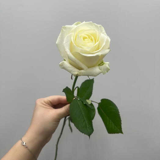 Роза Белая Аваланж