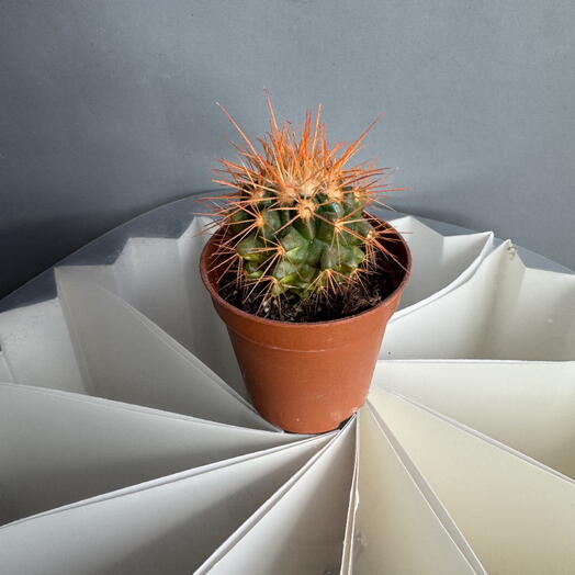Кактус маленький оранжевый