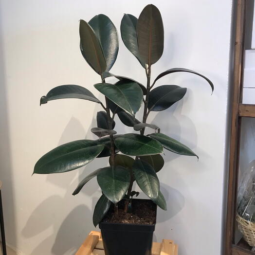 Комнатное растение "Фикус"