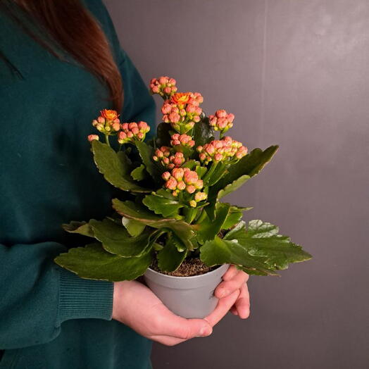 Каланхоэ (Рыжий)