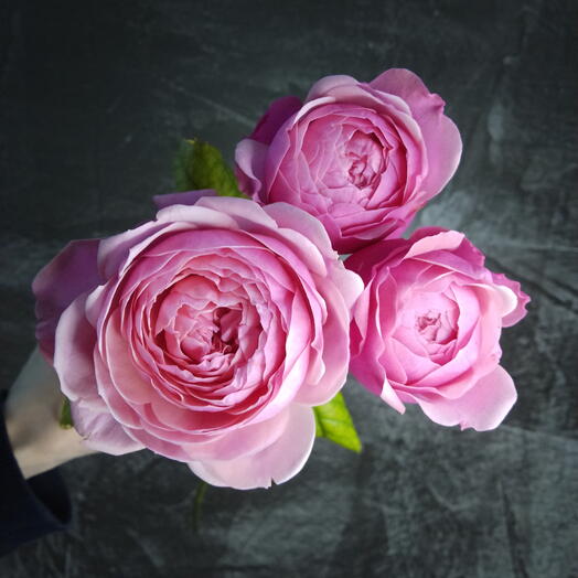 Садовая пионовидная роза