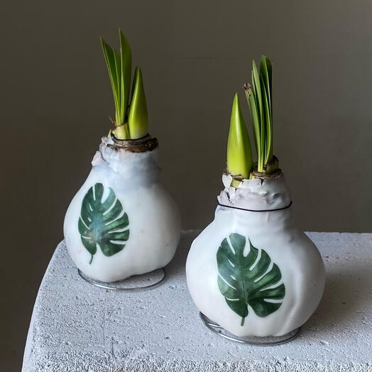 Амариллис в воске «листья » - подарок без ухода