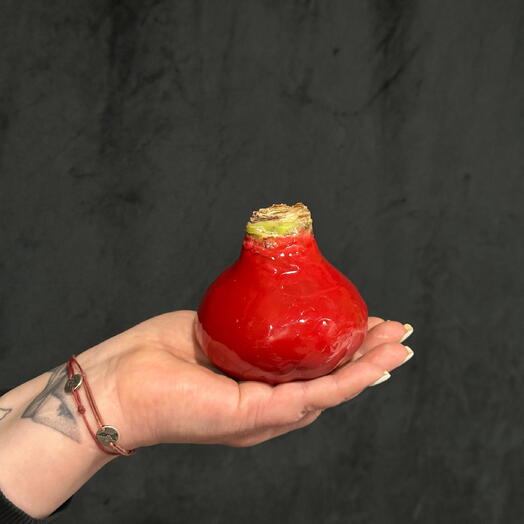 Красная Луковица амариллиса