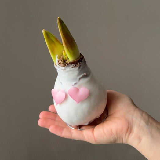 Амариллис в воске - луковица