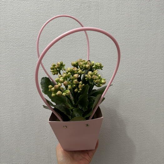Каланхое нежно розовое в сумочке