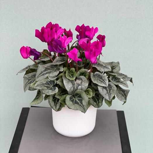 ЦИКЛАМЕН (CYCLAMEN) GR F1 MIXED (15/30)