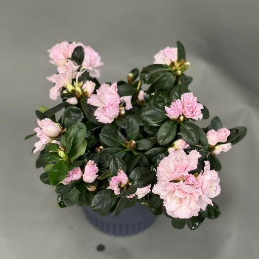 Розовая Азалия на 8 марта