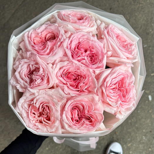 Pink garden roses