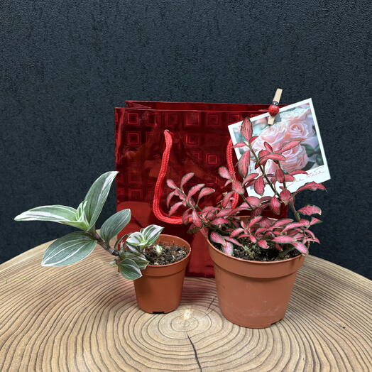 Подарочный набор комнатных растений  (7)