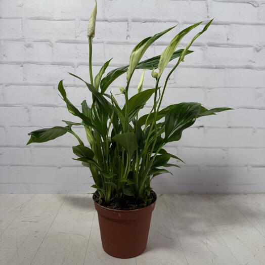 Gorodskie dzhungli (Urban jungle.shop)