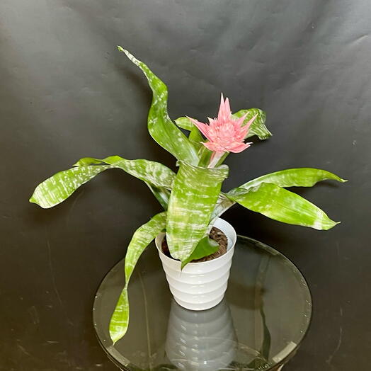 Эхмея розовая примера цветущая