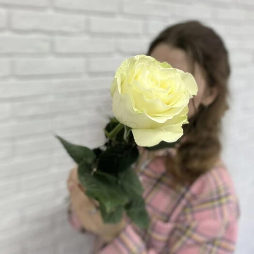 Белая роза