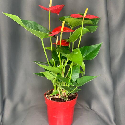 Антуриум Red Perfection 13/40
