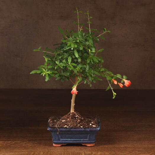 Бонсай Гранат 30 см
