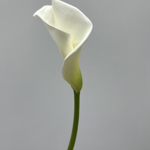 Калла