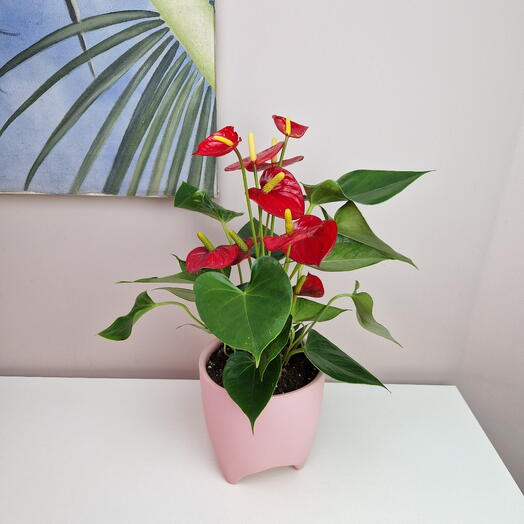 Антуриум Андре красный комнатный цветок Мужское счастье