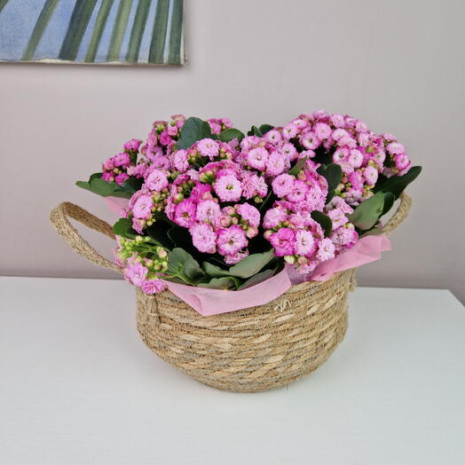 Комнатные цветы Каланхоэ в плетеной корзине