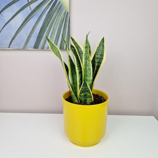 Сансевиерия комнатное растение