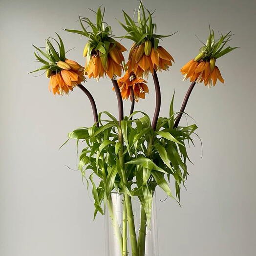 Ароматная Фритиллярия в интерьер