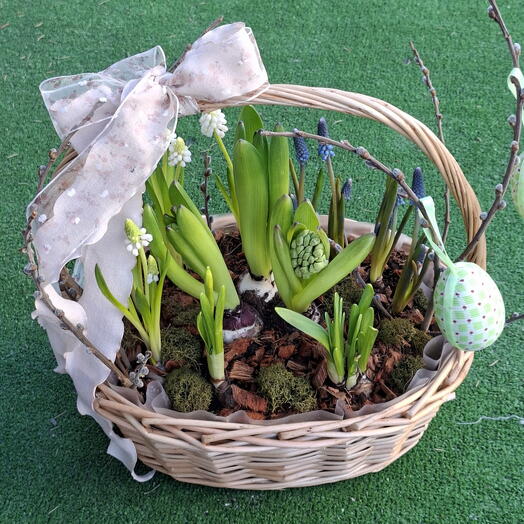 Корзина с луковицами мускари, гиацинтов