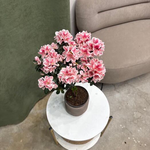 Азалия штамбовая / 50см розовая