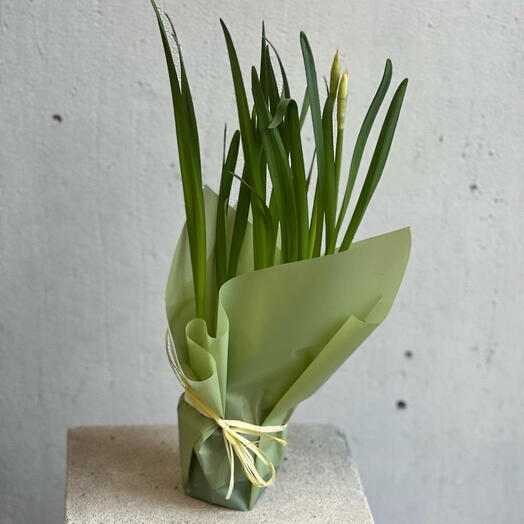 Нарцисс Iwona (бело-оранжевые) в горшке