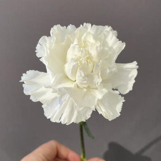 Гвоздика махровая белая (Dianthus)