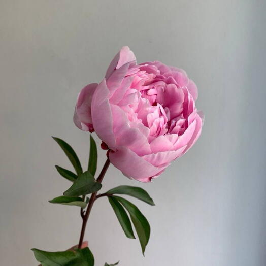Пионы Сара 🌸