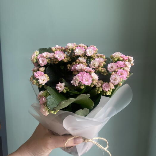 Каланхоэ розовый