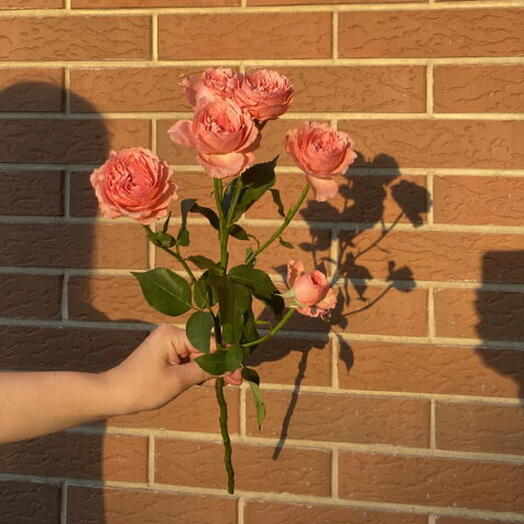 Роза кустовая поштучно 💝