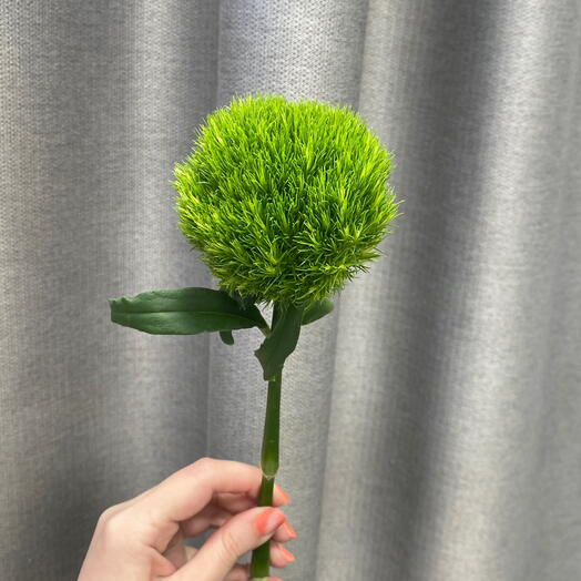 Диантус Green Trick