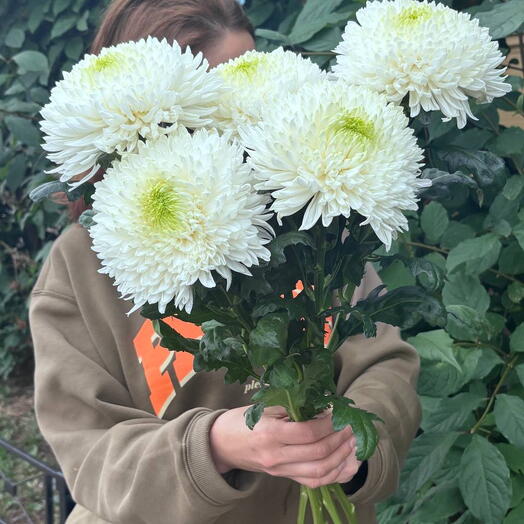 Хризантема Магнум