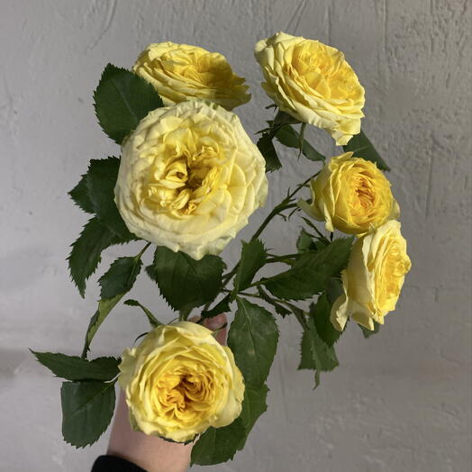 Роза кустовая желтая