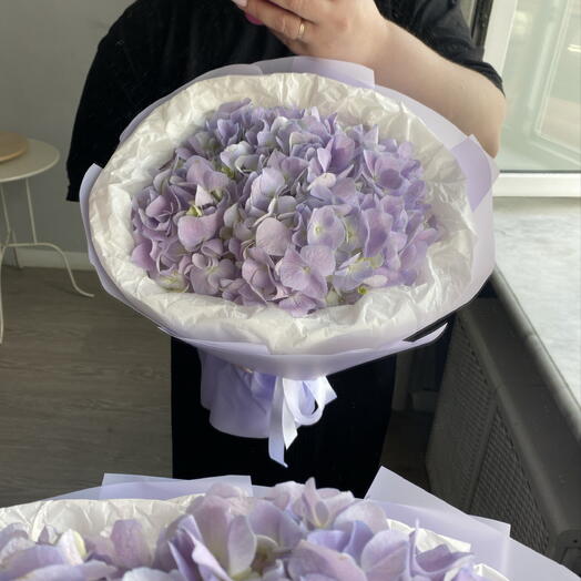 Лиловая гортензия