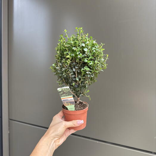 Мирсина Африканская 8/30