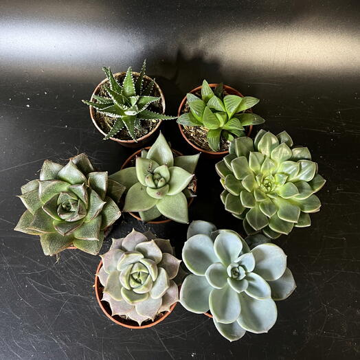 Succulents, 7 pieces of different mix