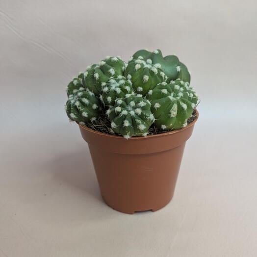 Кактус в горшке 🌵 Неприхотливый комнатный суккулент (4)