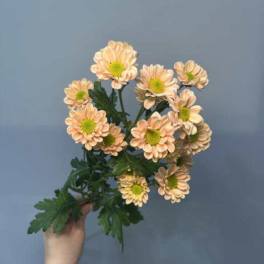 Сантини кремовая 🧡